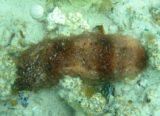 Sea cucumber